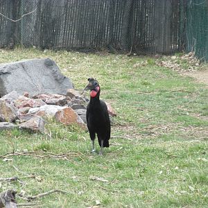 Abyssinian Ground Hornbill