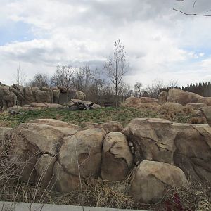 Predator Ridge - Wild Dog Exhibit