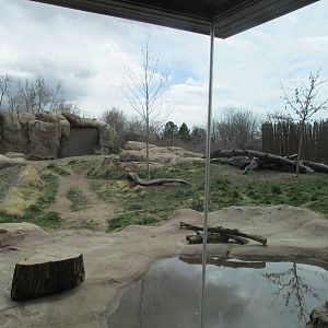 Predator Ridge - Wild Dog Exhibit