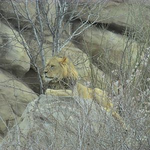 Predator Ridge - Lion