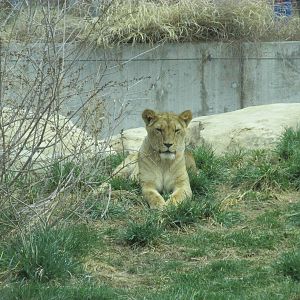 Predator Ridge - Lion