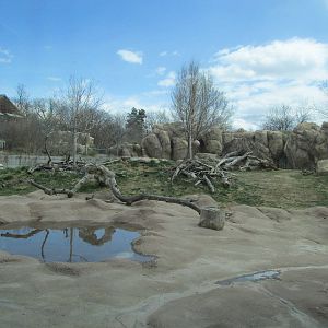 Predator Ridge - Lion Exhibit