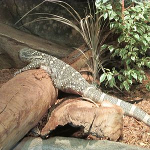 Predator Ridge - Monitor