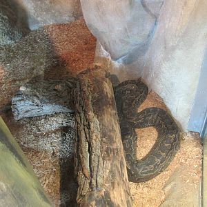 Predator Ridge - Python