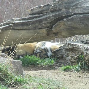 Predator Ridge - See the Wild Dog?