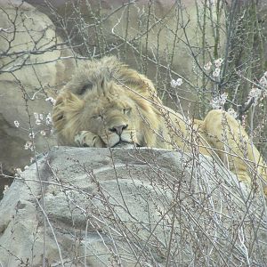 Predator Ridge - Lion