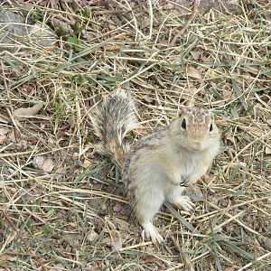 Wild 13-lined Ground Squirrel