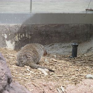 Predator Ridge - Banded Mongoose