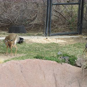 Predator Ridge - Dik Diks