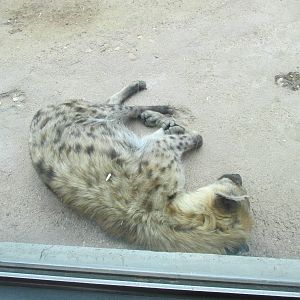 Predator Ridge - Spotted Hyena