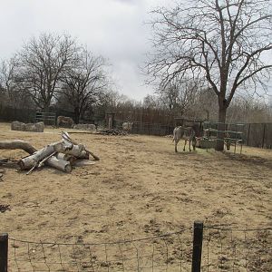 Grevy's Zebra Exhibit