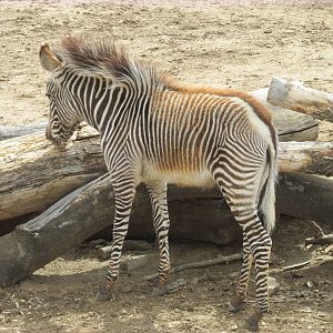 Grevy's Zebra