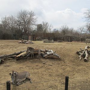 Grevy's Zebra Exhibit