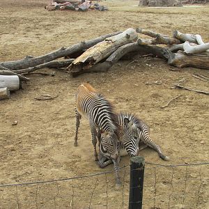 Grevy's Zebra