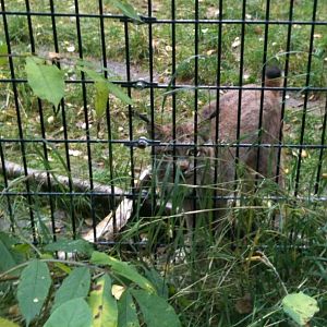 Canada Lynx