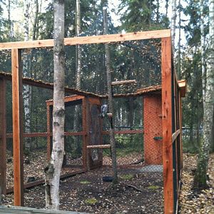 Peregrine Falcon Exhibit