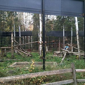Red Fox Exhibit