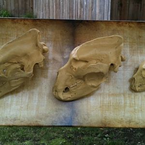 Polar, Brown, and Black Bear Skull Molds.