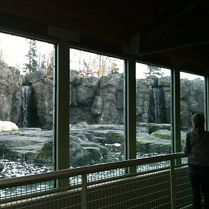Polar Bear Exhibit