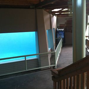 Polar Bear Exhibit Underwater Viewing