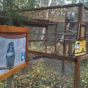 Northern Hawk Owl Exhibit