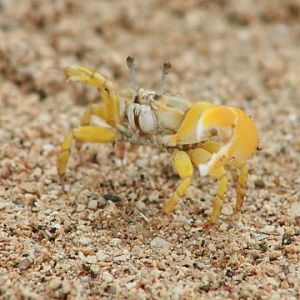 Perplexing Fiddler Crab