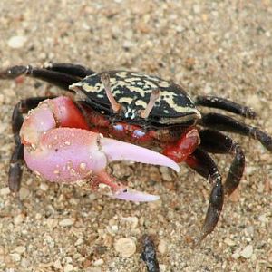 Thick-legged Fiddler Crab