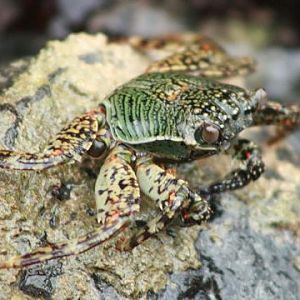 Mottled Lightfoot Crab