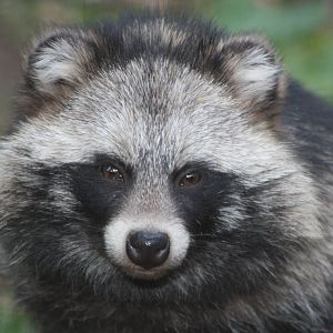 Raccoon Dog, 27th September 2014