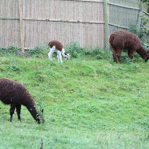 Just like the Andes, 27th September 2014