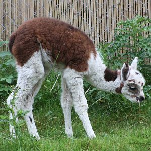 Still awaiting a name, 27th September 2014