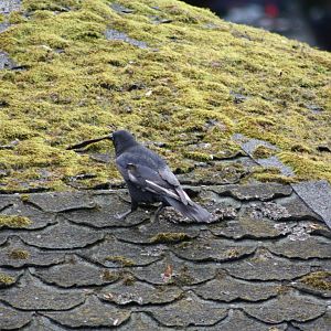 Vandalising the Cockatiel Aviary, 27th September 2014