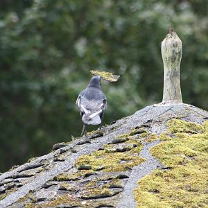 Vandalising the Cockatiel Aviary, 27th September 2014