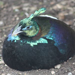 Himalayan Monal, 27th September 2014