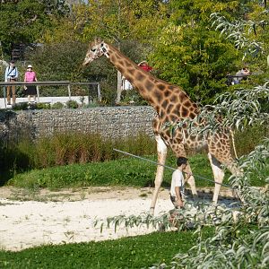 Giraffe