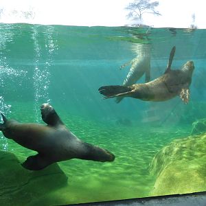 South American sea lions