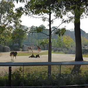 View of main Sahel-Sudan paddock