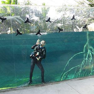 Cleaning window in Manatee pool in Tropical House