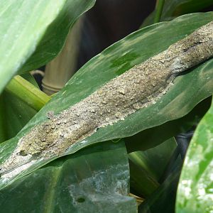 Madagascar Leaf-tailed Gecko