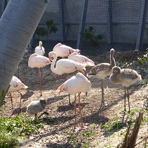 Greater flamingo in walk-through Aviary