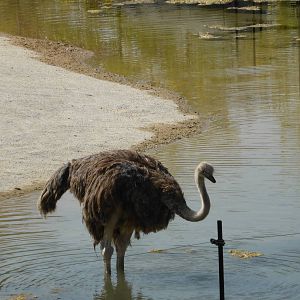 Ostrich cooling down
