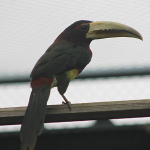 Ivory-billed aracari