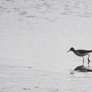 Wood Sandpiper at RSPB Blacktoft Sands, 27/09/14