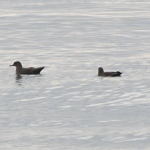 Sooty Shearwaters off Flamborough Head, 28/09/14