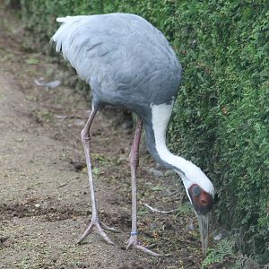 White-necked crane