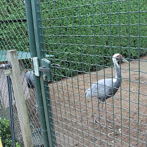 White-necked cranes at feeding station