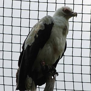 Palm-nut vulture