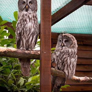 Great grey owls : Hamerton : 05 Sep 2014