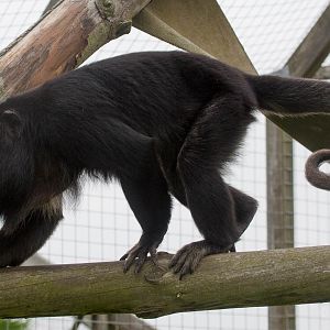 Black howler monkey : Hamerton : 05 Sep 2014