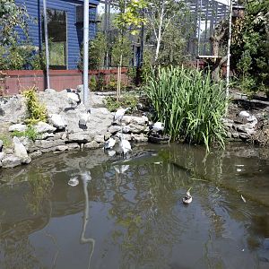 Larger pond inside African aviary-06/07/2014